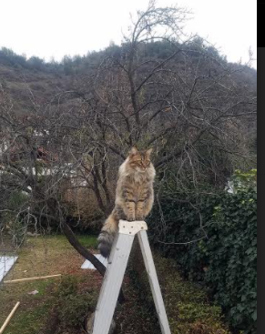 跨界球王张镇麟，雷霆鏖战湖人，中国利刃劈开斯坦普斯之夜