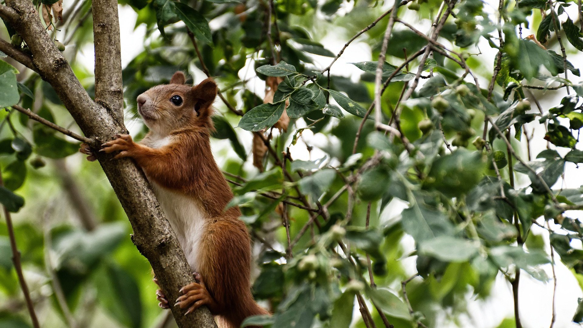 从蒙特卡洛的孤独到戴维斯杯的烈焰，梅德韦杰夫如何完成自我救赎