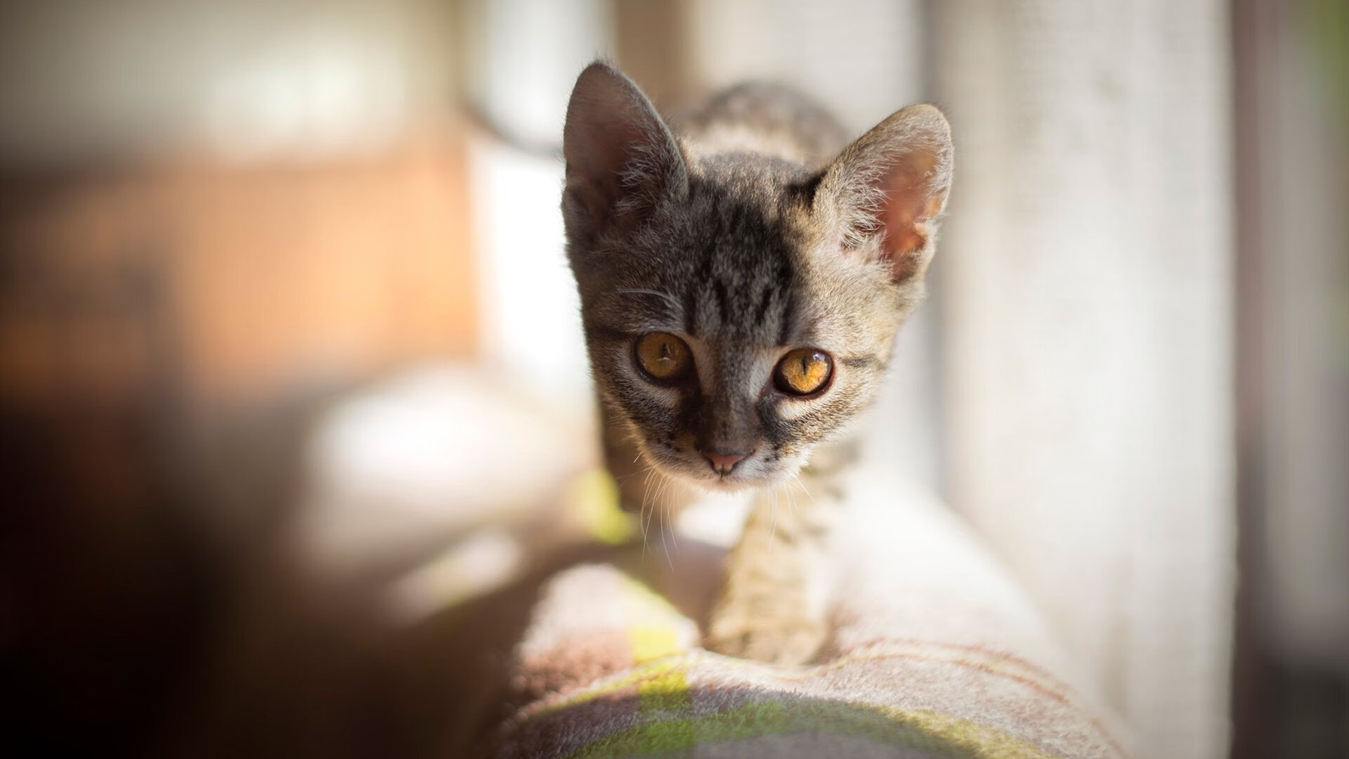 伊斯坦布尔之夜的回响,加维高光撕裂梦剧场,土耳其风暴宣告新时代黎明