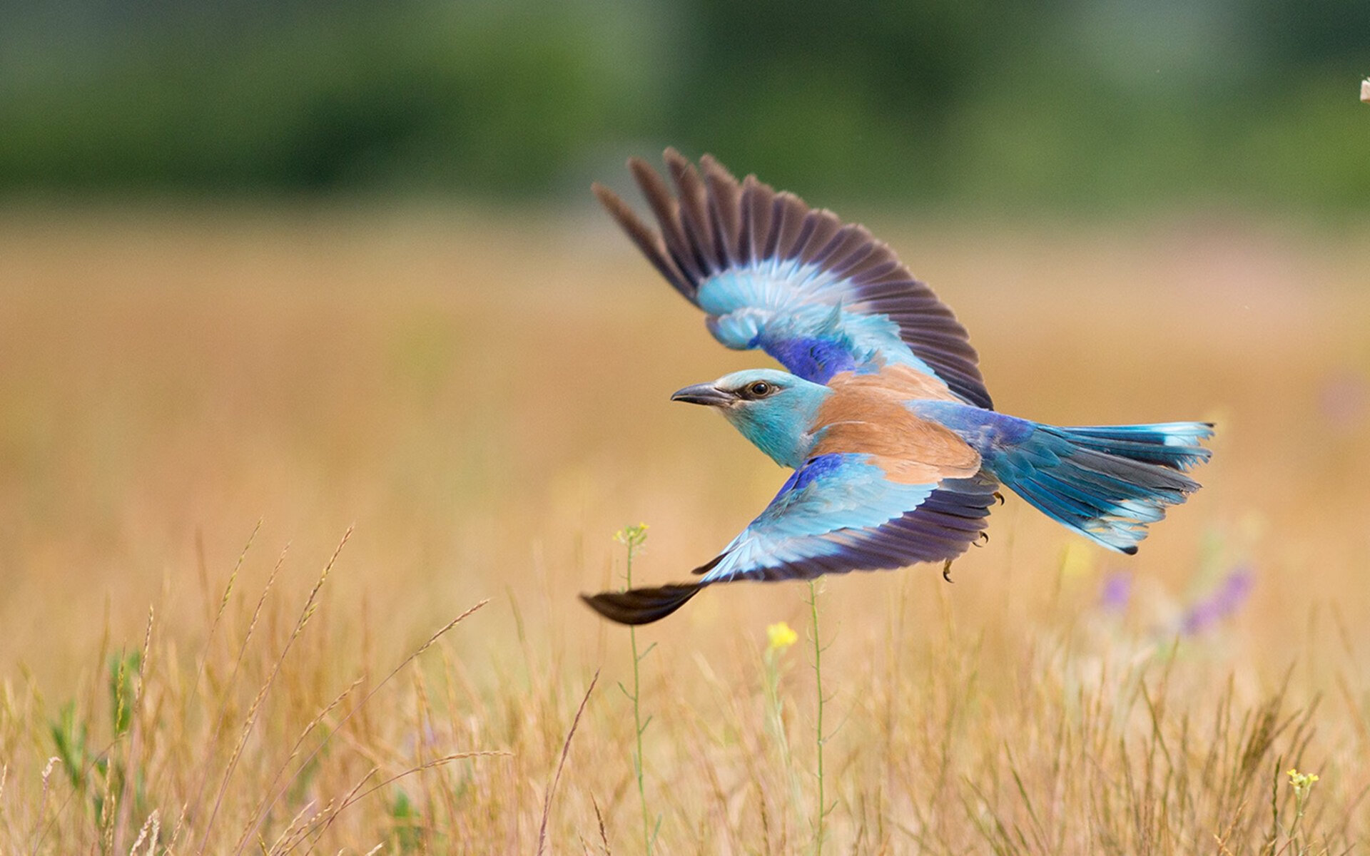 马德里围城，塞恩斯用纪录书写法拉利对雷诺的技术歼灭战
