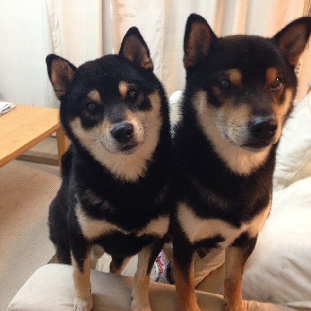 东方巨龙撼金州！恩比德50+20+7封盖，攻防一体打服勇士