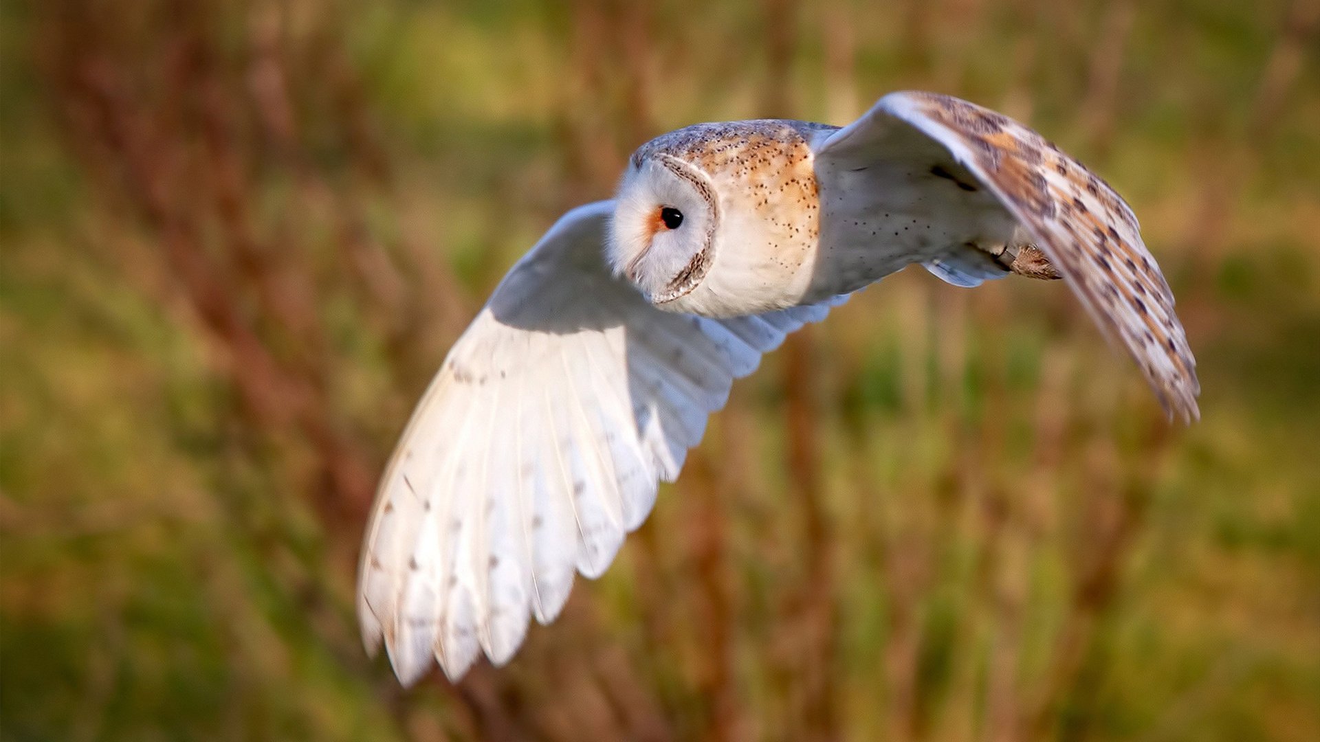 蓝色梦魇，克瓦拉茨赫利亚一己之力，将切尔西防线钉上苏格兰耻辱柱